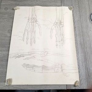 VTG 1960s Art Pencil Drawing Signed Skeleton Bones Anatomy Halloween 18x24